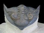 Pseudocryphaeus Trilobite - Excellent Detail #64424-1